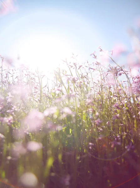 Mooie wilde bloemen — Stockfoto