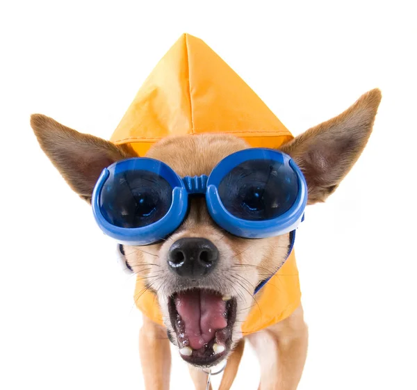 Chihuahua with raincoat and goggles on — Stock Photo, Image