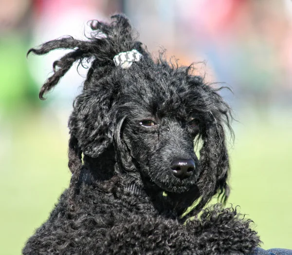 Pretty poodle — Stock Photo, Image