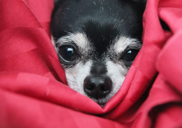Chihuahua w koc — Zdjęcie stockowe