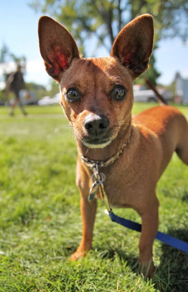 Çimenlikteki sevimli köpek — Stok fotoğraf