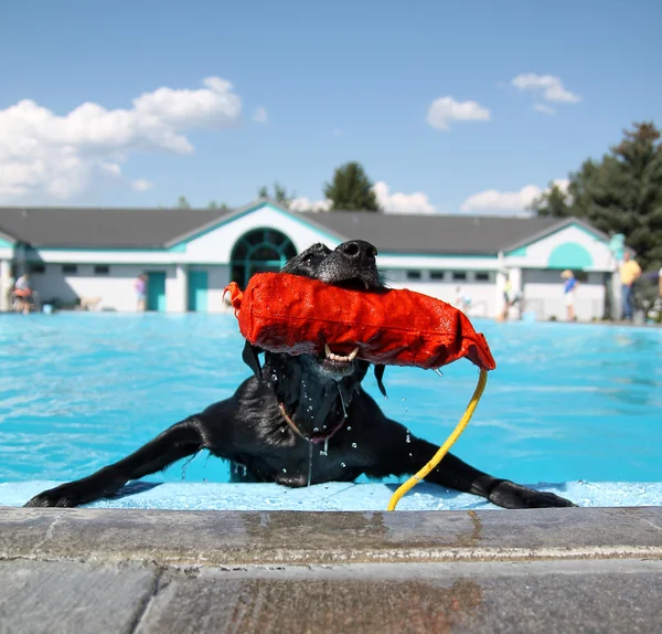 Chien s'amusant à la piscine — Photo