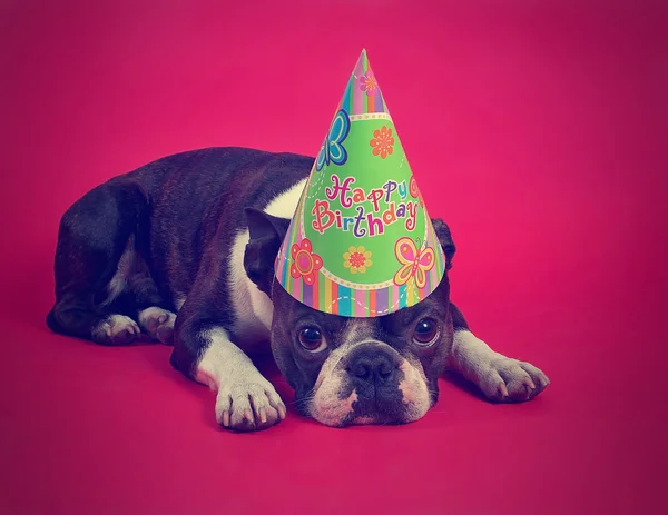 Boston terrier with party hat — Stock Photo, Image