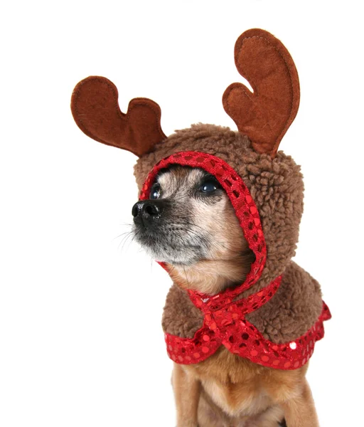 Chihuahua dressed up as reindeer — Stock Photo, Image