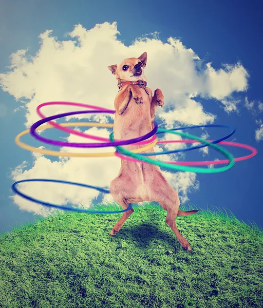 Chihuahua usando hula hoop — Foto de Stock