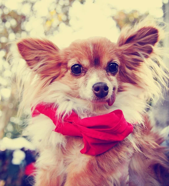 Cute dog outside — Stock Photo, Image