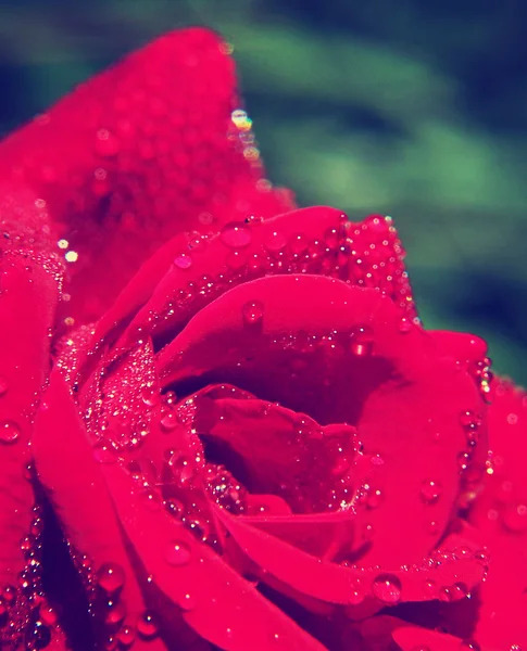 Nasse Rose mit Tau bedeckt — Stockfoto