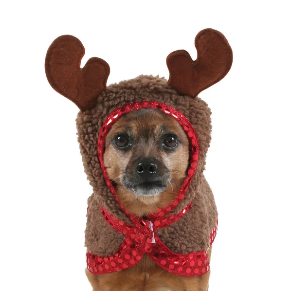 Dog dressed up as reindeer — Stock Photo, Image