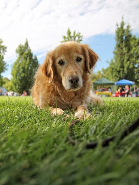 Chien dans l'herbe au parc pendant l'été — Photo