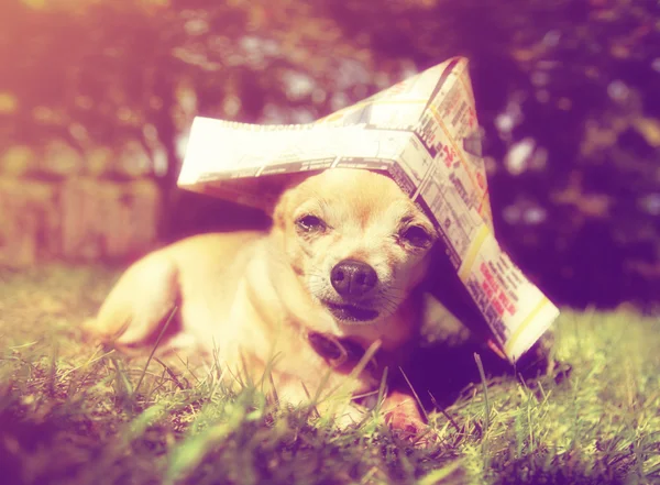 Chihuahua avec chapeau marin en papier — Photo