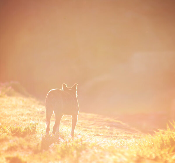 An old dog walking during sunrise or sunset toned with a warm filter