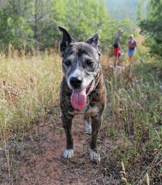 Alter Pitbull auf Spaziergang — Stockfoto