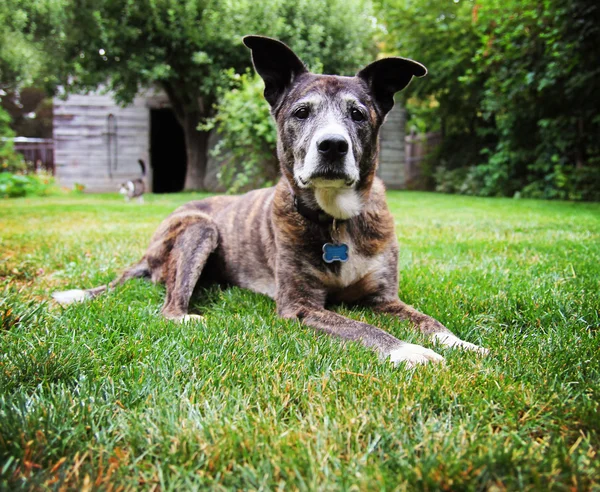 Cane godendo l'aria aperta — Foto Stock