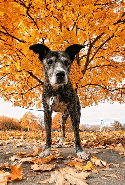Senior-Pitbull im Park im Herbst — Stockfoto