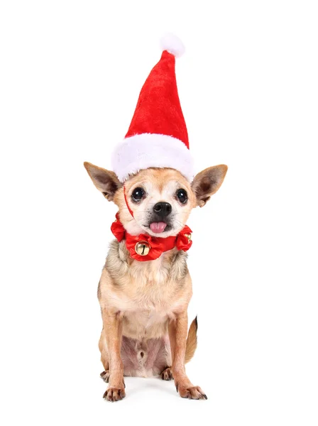 Chihuahua com chapéu de Papai Noel vermelho — Fotografia de Stock