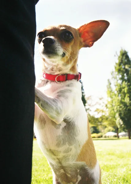 Собака в місцевому громадському парку — стокове фото