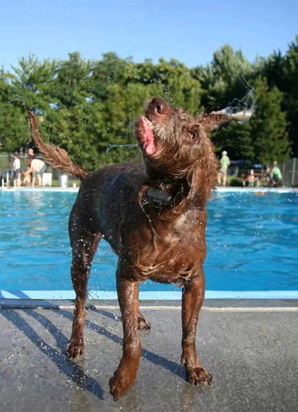 Cão bonito na piscina local — Fotografia de Stock