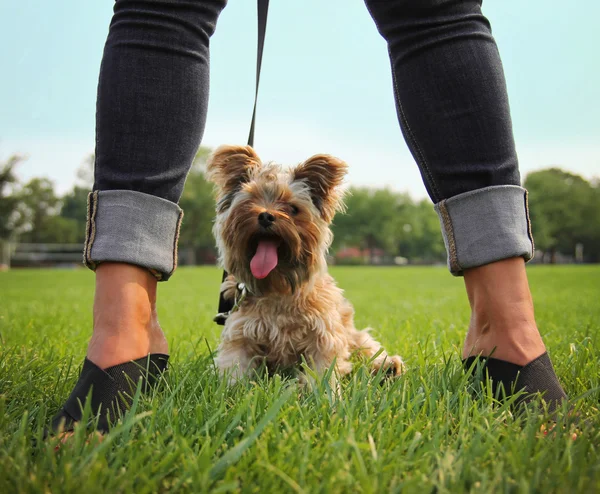 Yorkshire terrier entre pernas femininas — Fotografia de Stock