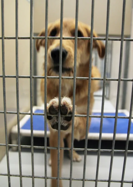 Dog in shelter — Stock Photo, Image