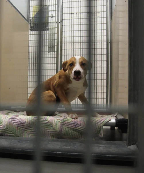 避難所の犬 — ストック写真