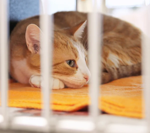 Bad Cat Stock Photo - Download Image Now - Domestic Cat, Prison, Prisoner -  iStock