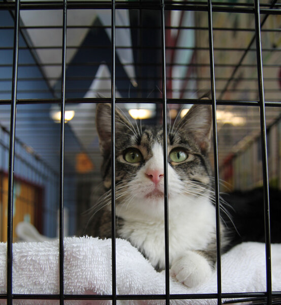 Cat in shelter