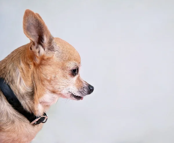 Söt chihuahua på grå — Stockfoto