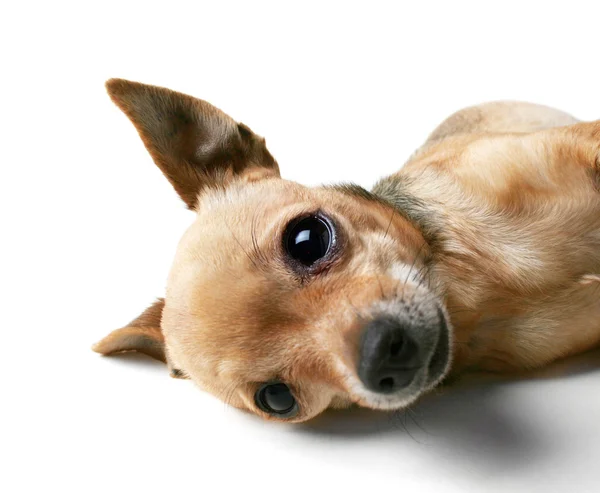 Schattig chihuahua liggend op kant — Stockfoto