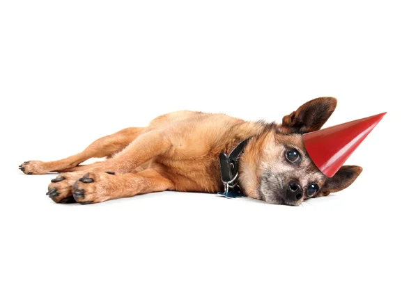 Cansado perro acostado en un lado —  Fotos de Stock