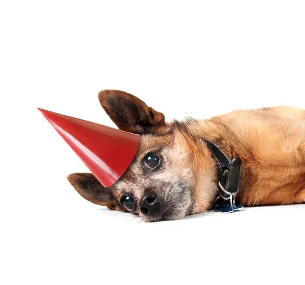 Tired dog laying down on side — Stock Photo, Image