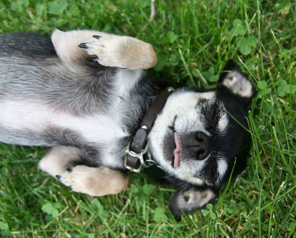 Chihuahua in grass