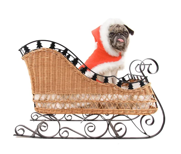 Pug en traje de santa —  Fotos de Stock