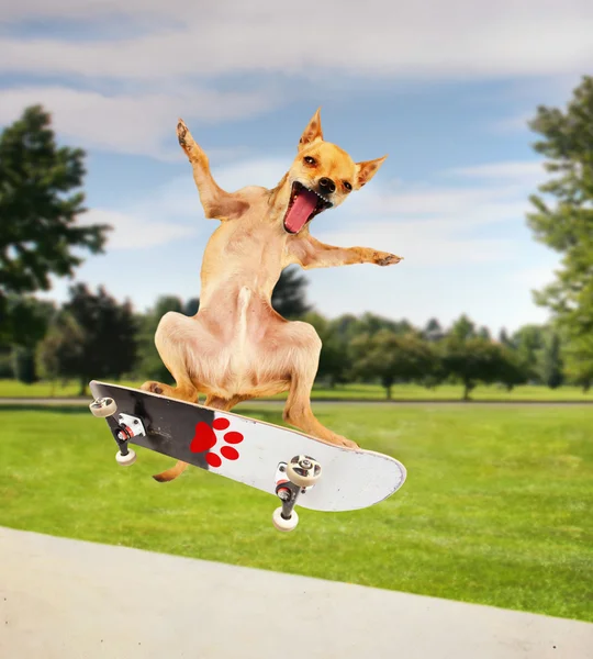 Chihuahua montando um skate — Fotografia de Stock