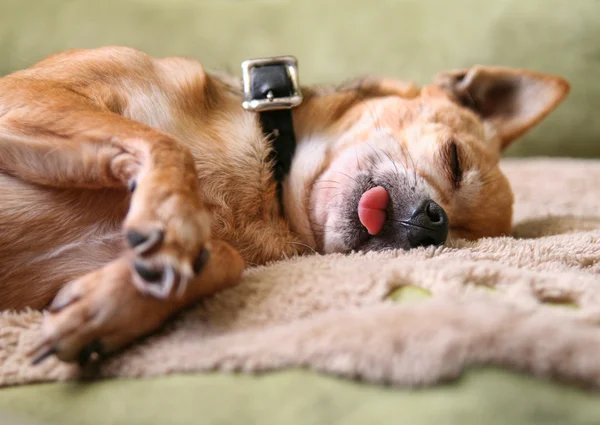 Chihuahua sleeping with tongue out — Stock Photo, Image