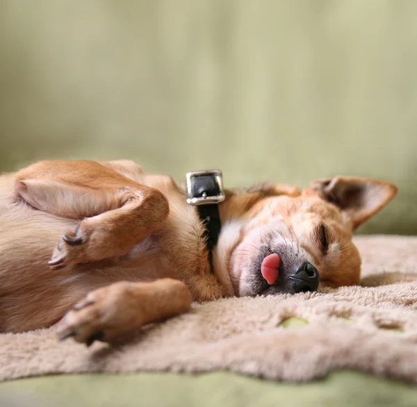 Chihuahua durmiendo con la lengua fuera — Foto de Stock