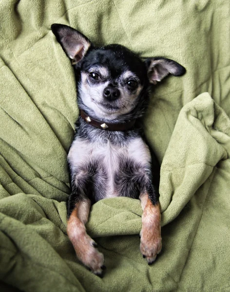 Chihuahua dutten in deken — Stockfoto