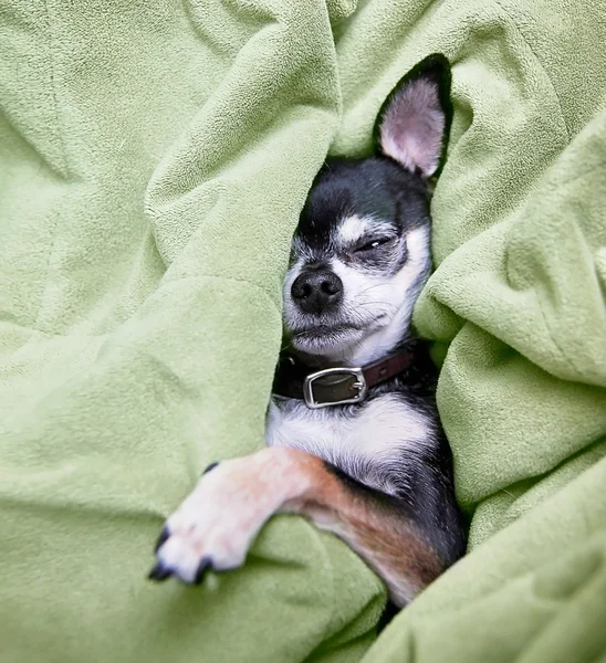 Chihuahua schläft in Decke — Stockfoto