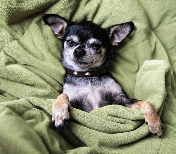 Chihuahua dutten in deken — Zdjęcie stockowe