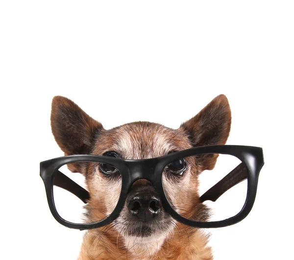 Mezcla de Chihuahua usando gafas — Foto de Stock