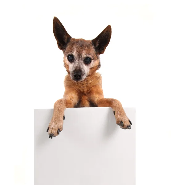 Chihuahua holding blank sign — Stock Photo, Image