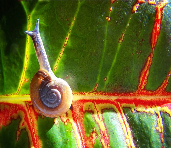 Schnecke auf buntem Blatt fertig — Stockfoto