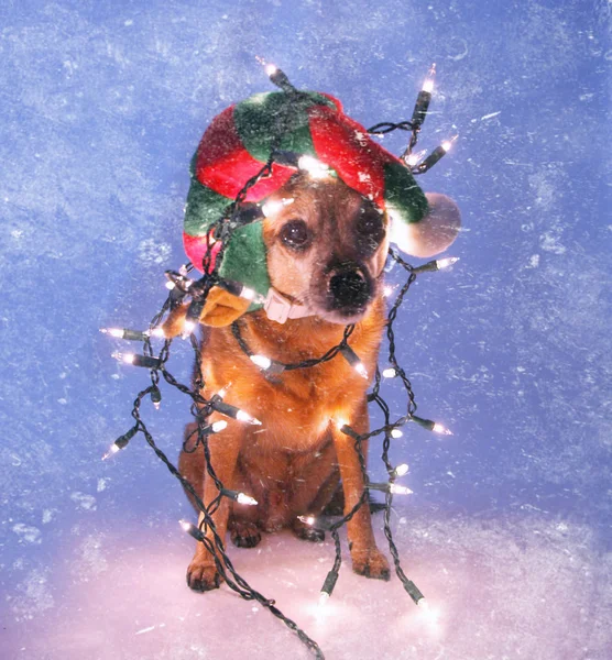 Chihuahua mit Weihnachtsmütze — Stockfoto