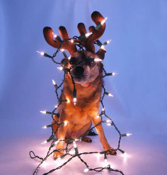 Chihuahua in Kerstmis kostuum — Stockfoto