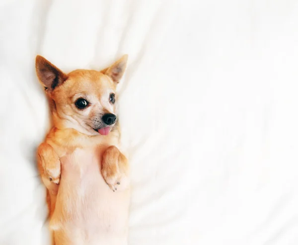 Chihuahua con la lengua fuera — Foto de Stock