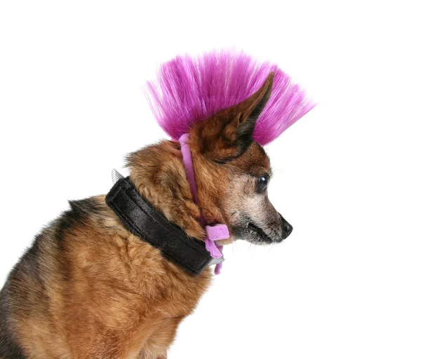 Chihuahua with mohawk punker hairdo — Stock Photo, Image