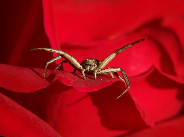 Rose flower with giant spider — Stock Photo, Image