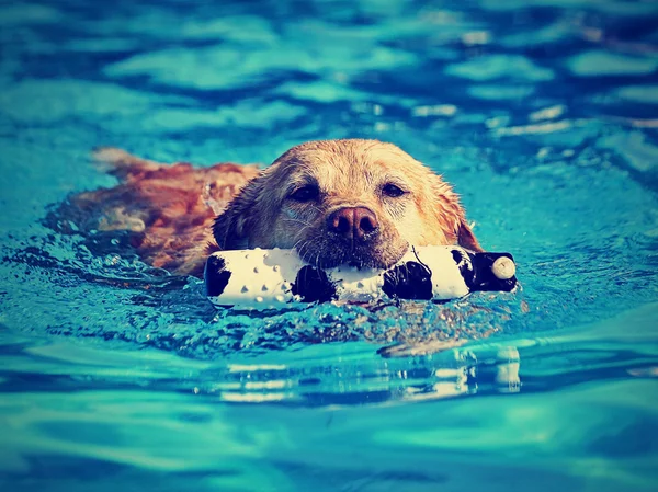 Yerel kamu havuzu Dog — Stok fotoğraf