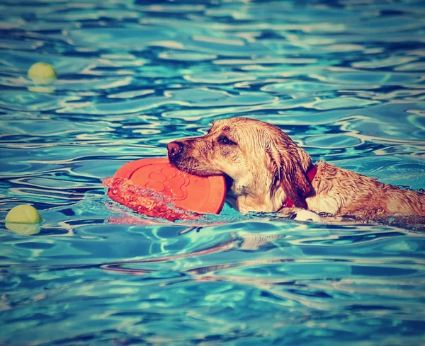 Hund på lokal offentlig pool — Stockfoto