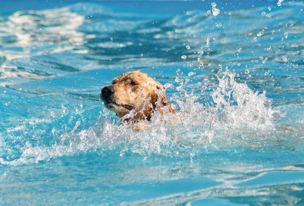 在当地的公共游泳池的狗 — 图库照片