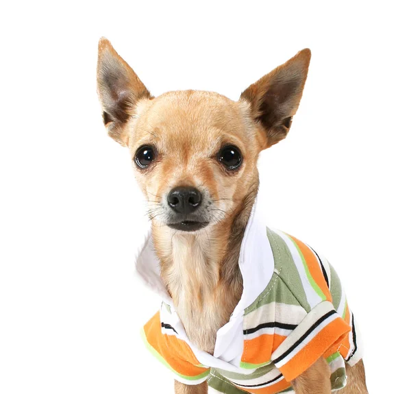 Chihuahua im sportlichen Hemd — Stockfoto
